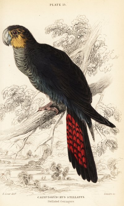 Glanzschwarzer Kakadu, Calyptorhynchus lathami von William Home Lizars