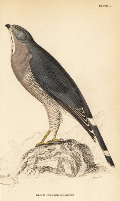 Echsenbussard, Kaupifalco monogrammicus von William Home Lizars