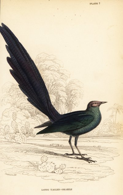 Langschwanzglanzstar, Lamprotornis caudatus von William Home Lizars