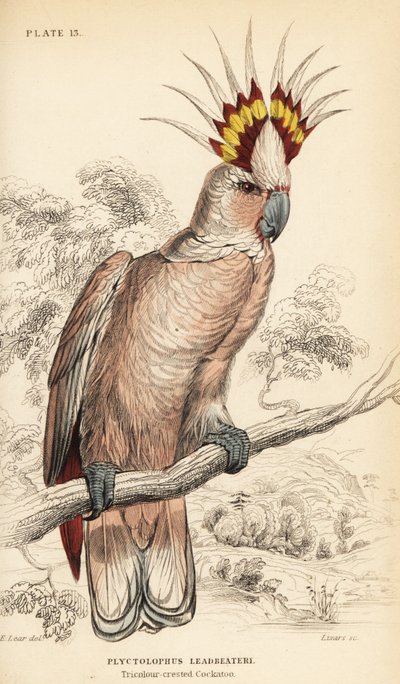 Major Mitchells Kakadu, Lophochroa leadbeateri von William Home Lizars