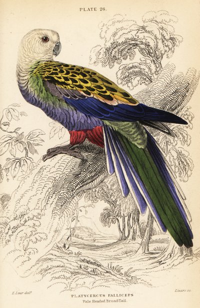 Blasskopfrosella (palliceps), Platycercus adscitus palliceps von William Home Lizars