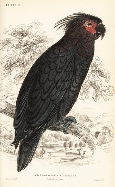 Palmenkakadu, Probosciger aterrimus von William Home Lizars