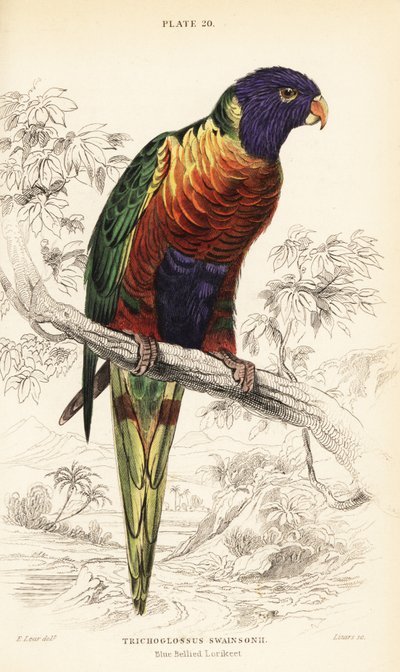 Regenbogenlori, Trichoglossus moluccanus von William Home Lizars