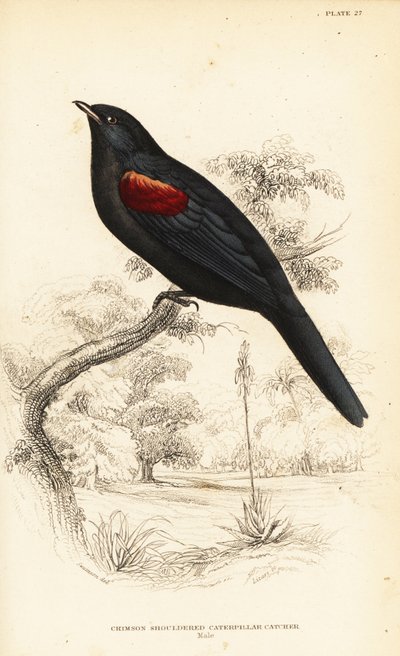 Rotflügel-Kuckucksshrike, Männchen, Campephaga phoenicea von William Home Lizars