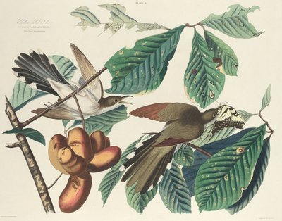 Gelbschnabelkuckuck, 1827 von William Home Lizars