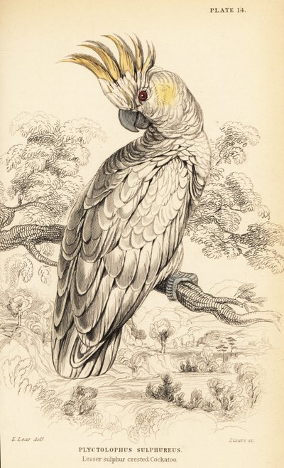Gelbwangenkakadu, Cacatua sulphurea von William Home Lizars