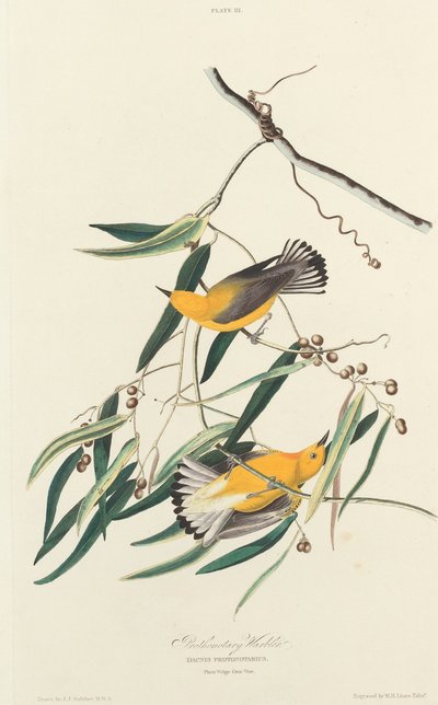 Prothonotary-Waldsänger von William Home Lizars after John James Audubon