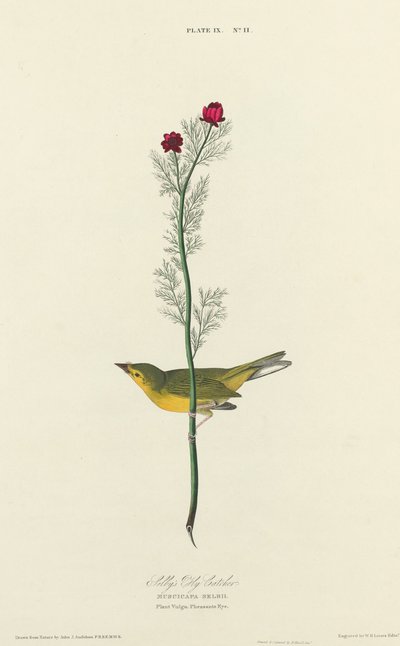 Selbys Fliegenschnäpper von William Home Lizars after John James Audubon