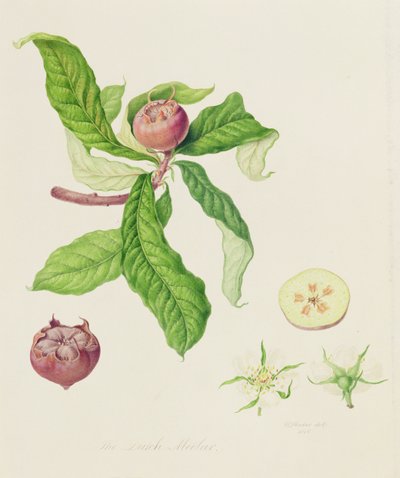 Die Niederländische Mispel, 1816 von William Hooker