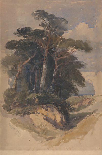 Kiefern auf Hampstead Heath von William James Muller
