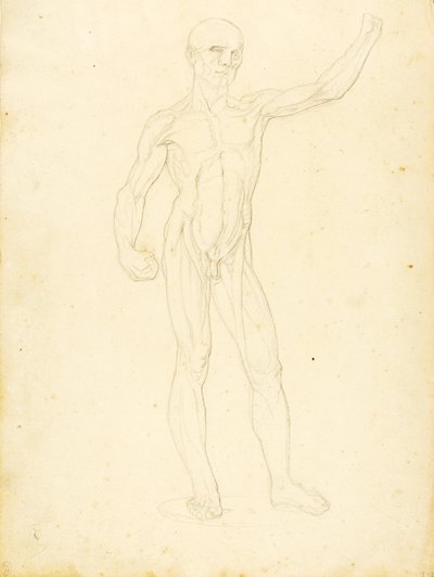 (Ein Ecorche, Vorderansicht) von William Page