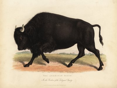 Amerikanischer Bison oder Büffel, Bison bison von William Smellie