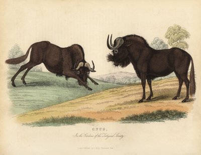 Schwarzes Gnu von William Smellie