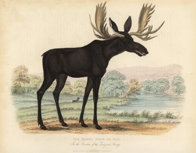 Elch, Alces alces von William Smellie