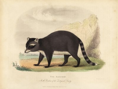 Der Waschbär, Procyon lotor von William Smellie