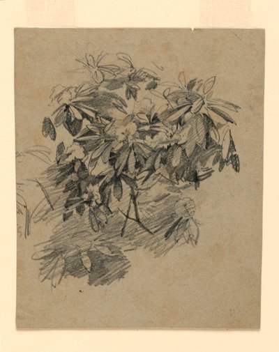 Studie von Laub von William Trost Richards