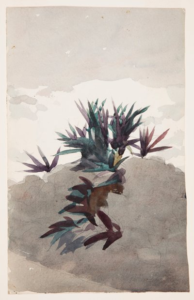 Hügel mit Maguey-Büschen von Winslow Homer