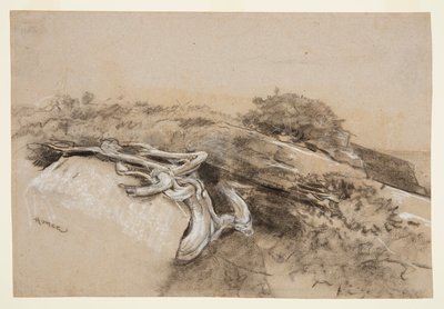 Baumwurzeln, Prout