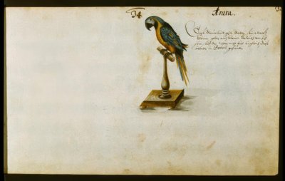 Papagei von Zacharias Wagner