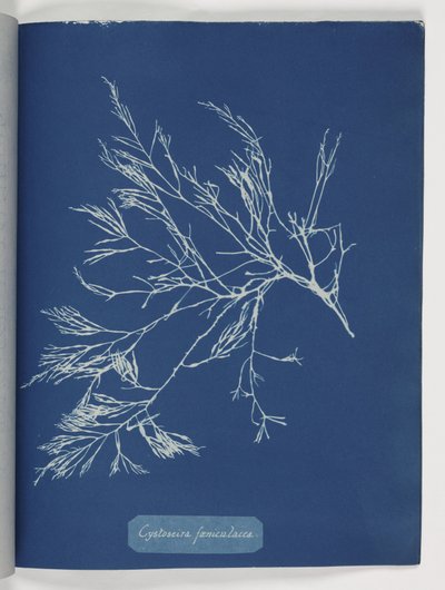 Cystoseira foeniculacea von Frederick (attr. to) Barnard