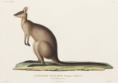 Känguru, New South Wales, Australien von John Pardon