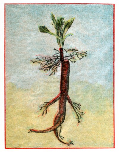 Mandragora von . .