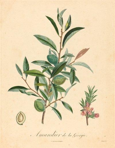 Mandelbaum aus Georgien von after A. Poiteau