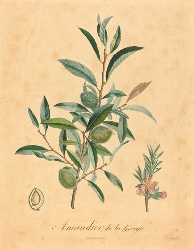 Mandelbaum aus Georgien von after A. Poiteau