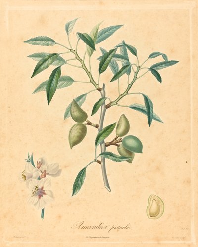 Mandelbaum Pistazie von after A. Poiteau