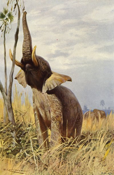 Afrikanischer Elefant von after Wilhelm Kuhnert