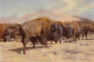 Amerikanischer Bison von after Wilhelm Kuhnert