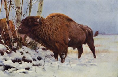 Europäischer Bison von after Wilhelm Kuhnert