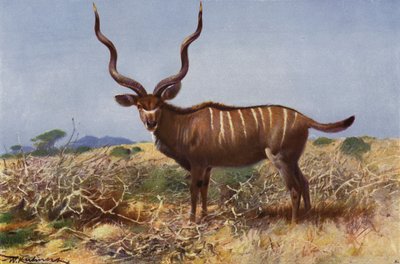 Kudu von after Wilhelm Kuhnert