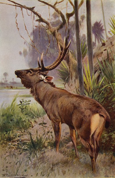 Sambar von after Wilhelm Kuhnert