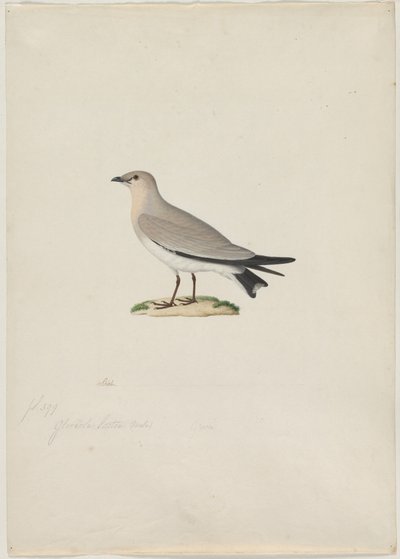 Kleine Pratincole (Glareola lactea) von attributed to Paul Hüet