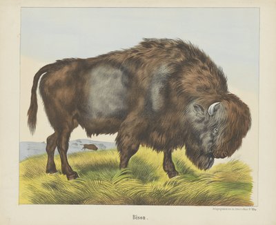 Bison von firma Joseph Scholz