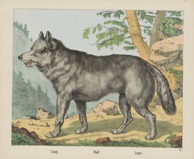 Wolf von firma Joseph Scholz