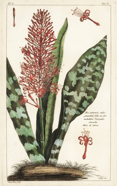 Afrikanischer Bogenhanf, Sansevieria hyacinthoides von the Younger Dupin