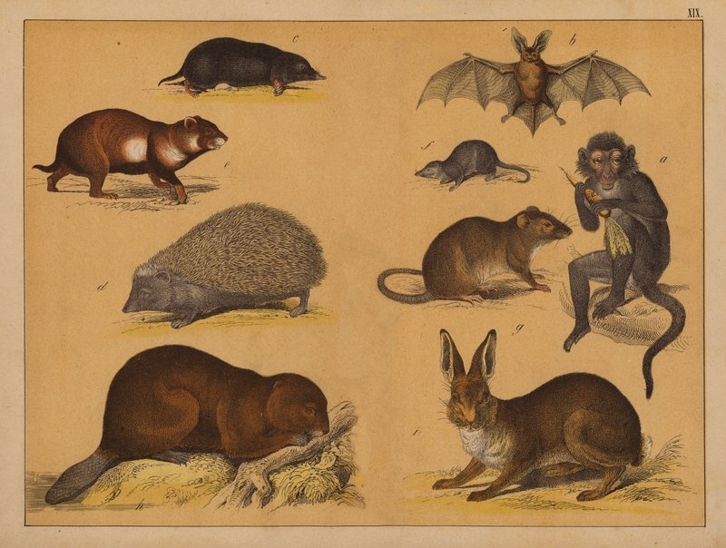 Tiere von (after) German School