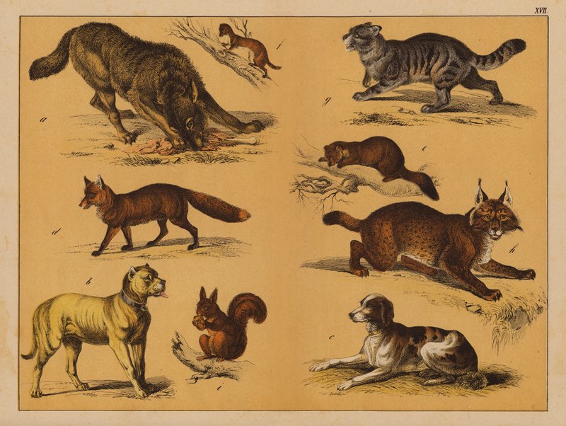 Tiere von (after) German School