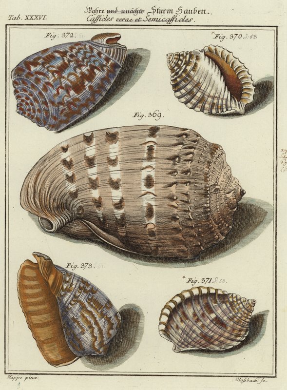 Muscheln von (after) German School