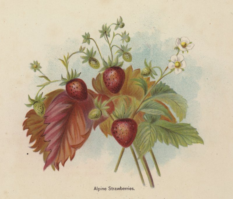 Alpen-Erdbeeren von English School