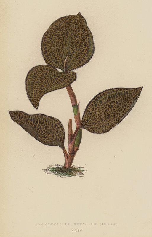 Anoectochilus Setaceus, Aurea von English School