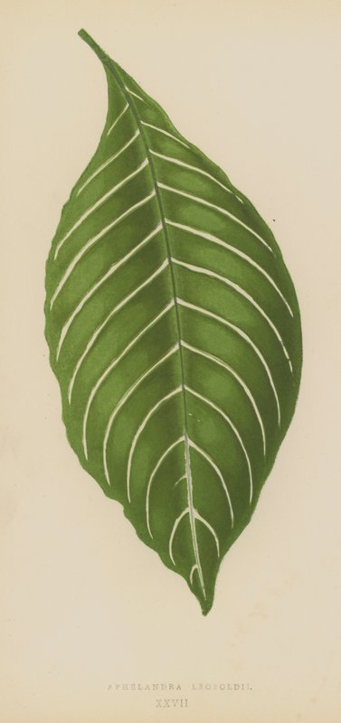 Aphelandra Leopoldii von English School