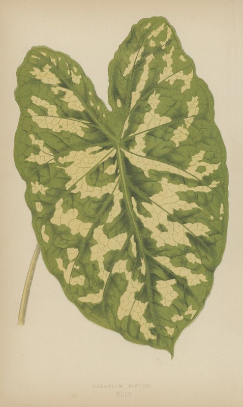 Caladium Pictum von English School