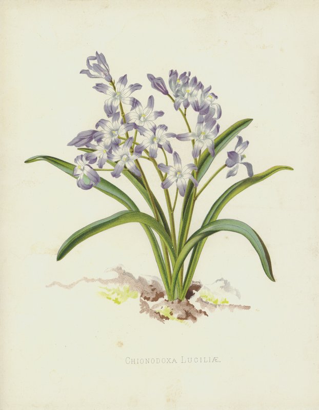 Chionodoxa Luciliae von English School