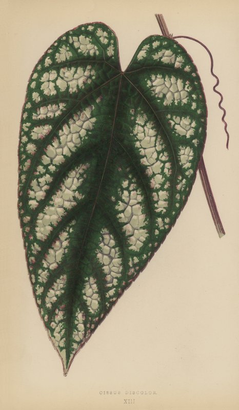 Cissus Discolor von English School