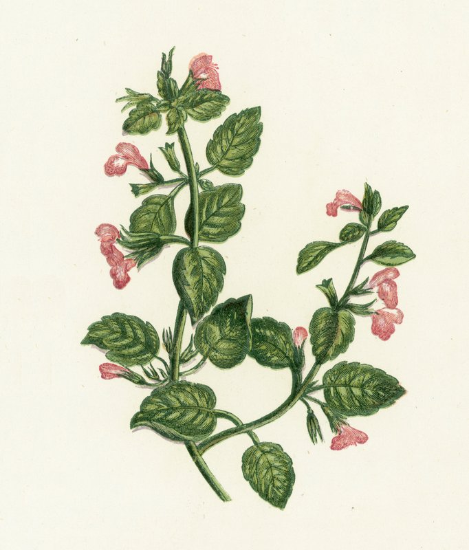 Echte Bergminze, Calamintha Officinalis von English School