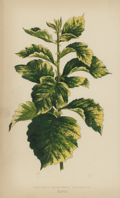 Crataegus Prunifolia Variegata von English School