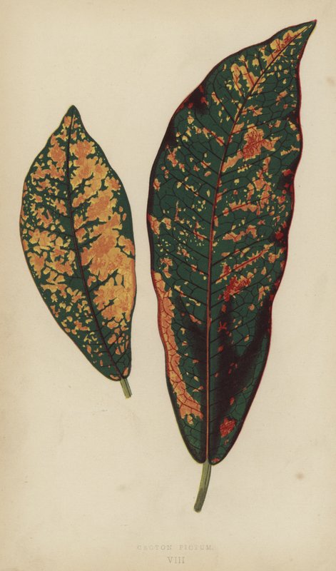 Croton Pictum von English School